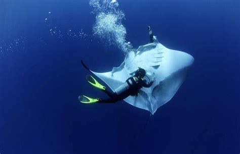 Manta Ray Swimming with Divers (9 pics) - Izismile.com