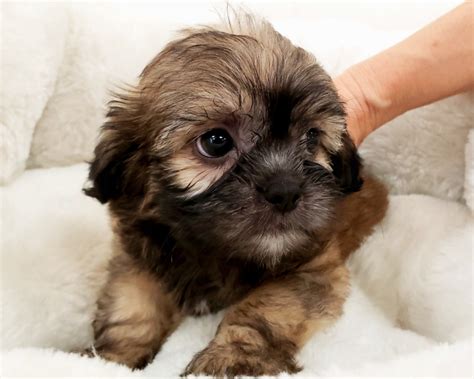 Shih-Poo Puppies For Sale | Orange County, CA #283313