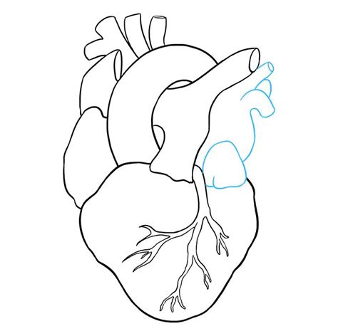 How to Draw a Human Heart - Really Easy Drawing Tutorial | Heart drawing, Human heart drawing ...