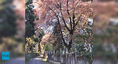 Shillong: Shillong Turns Pink With Cherry Blossoms | Shillong News ...