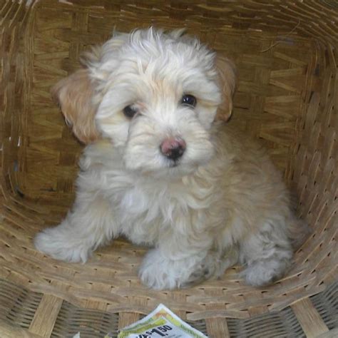 Hadley the Maltipoo | Maltipoo puppy, Poodle mix dogs, Poodle mix