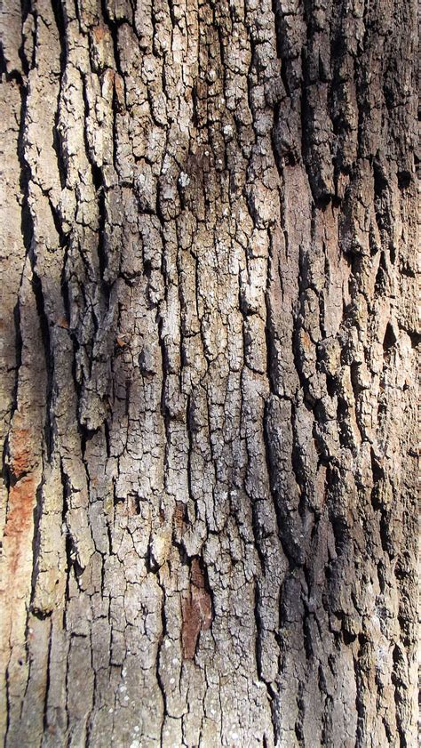 Free photo: live oak tree, bark, brown, grey, texture, oak, nature | Hippopx