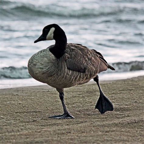 Goose Feet: Everything You Need To Know (With Pictures) - Bird Nature