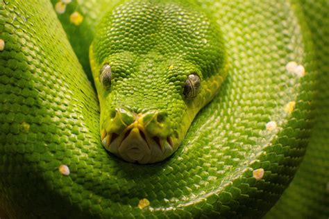 Green Snake shot in Berlin Zoo, unfortunately I forgot to write down ...