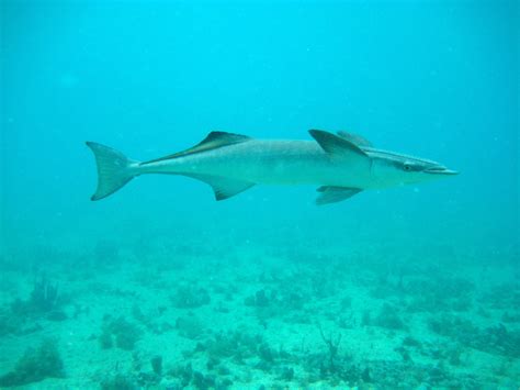 Remora | Smithsonian Institution