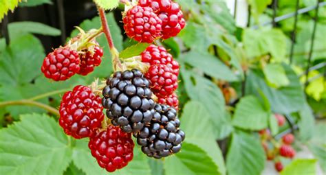 Berry Growing Guide | Tui | Planting, feeding and caring