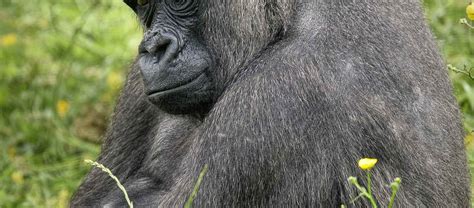 Gorilla Safari | Amazing Adventures Travel