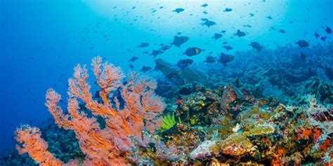 Bunaken Marine Park - Thalassa Dive Resorts Indonesia