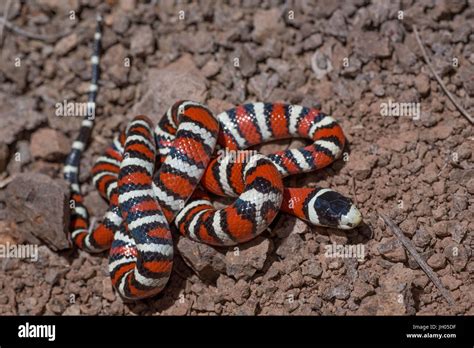 Arizona mountain kingsnake hi-res stock photography and images - Alamy