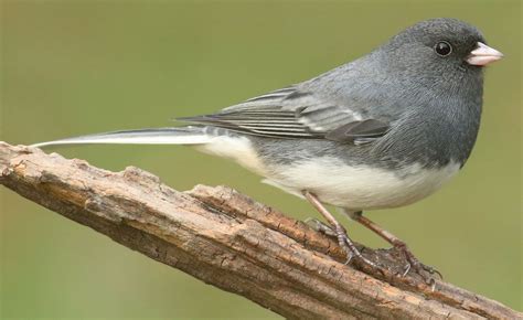 Junco | Ground-dwelling, Songbird, North America | Britannica