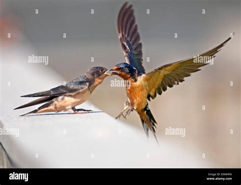 Barn Swallow feeding her baby swallow Stock Photo - Alamy