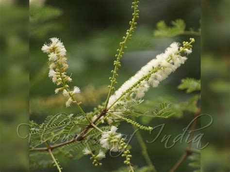 Micah Moore: Acacia Flower In Hindi