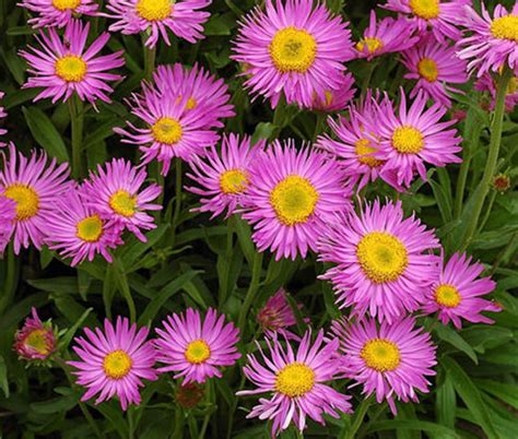 Aster Alpine Pink Seeds - Aster Alpinus