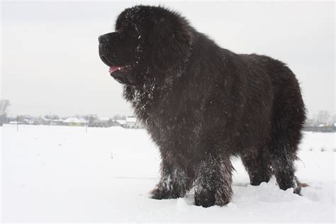 Newfoundland Grooming - Dog Breed Answers