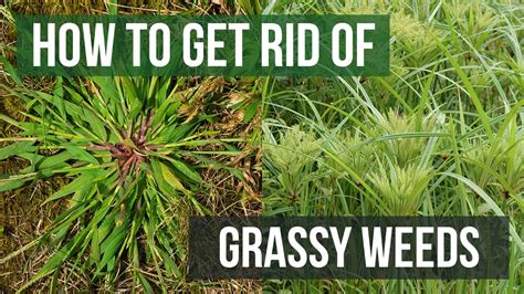 Grassy Weed Control: How to Get Rid of Grassy Weeds | DIY Grassy Weed ...