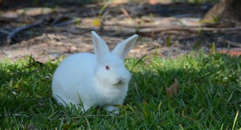 Florida White Rabbit Breeders, Information, Cost, Facts