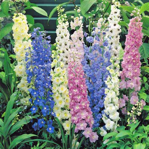 Australian Seed - DELPHINIUM Tall Pacific Mix