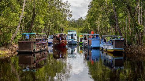 Tanjung Puting National Park | Tanjung Puting National Park … | Flickr