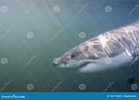 Cape Town, Sharks, Underwater Views, Looks Great, Everyone Should See this Scene Once in Your ...