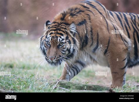 Siberian Tiger Amur tiger Stock Photo - Alamy