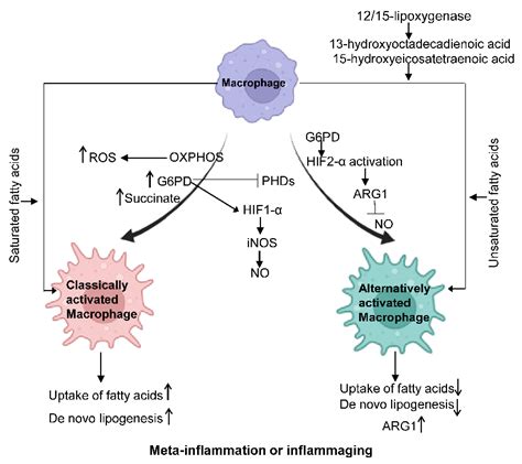 Macrophage, Meta-Inflammation, and Inflammaging | Encyclopedia MDPI