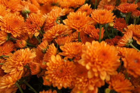 Orange mums. | Orange mums, Orange, Flowers