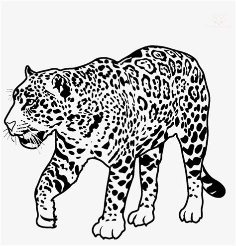 black and white jaguar clipart 10 free Cliparts | Download images on ...