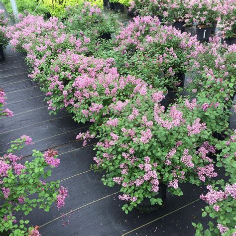 Bloomerang® Dwarf Purple Reblooming Lilac | Great Garden Plants