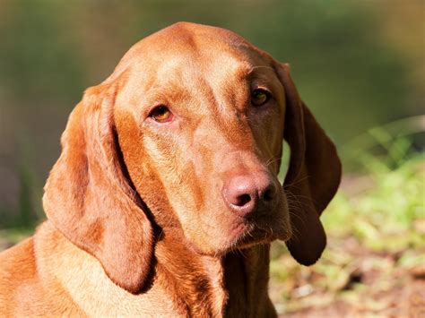 Dog Brown Hungarian Vizsla · Free photo on Pixabay