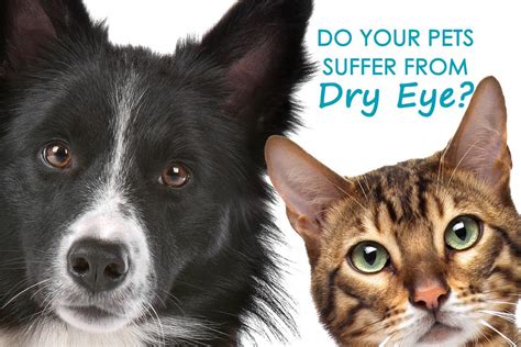 Is your dog or cat suffering from dry eye? - Allivet Pet Care Blog