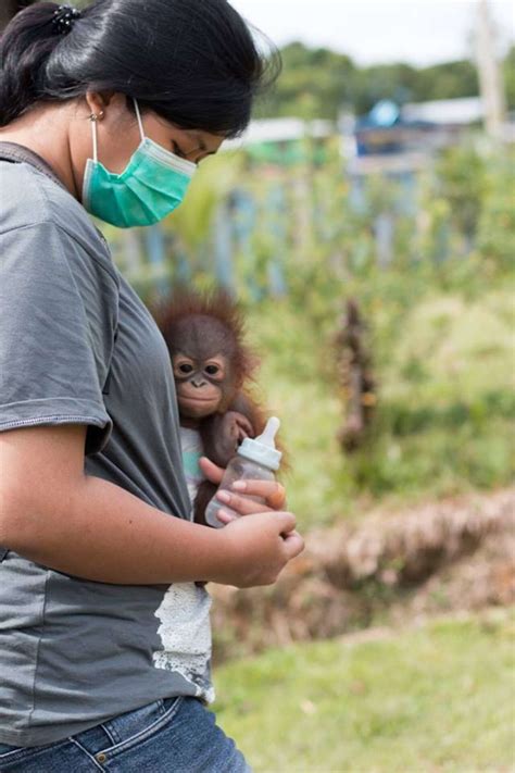 Infant Orangutan Clings To Rescuers' Hands After Being Found Alone - The Dodo