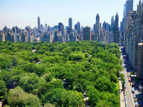 You will now be able to interact with over 1 million trees when in New York City! | Times of ...