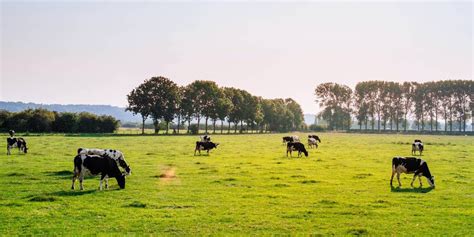 Animal grazing reducing biodiversity around the world: study | Folio