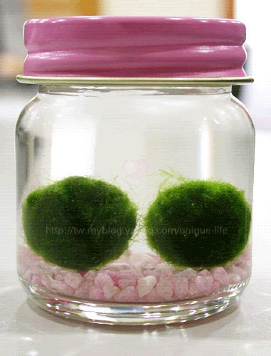 japanese moss balls.