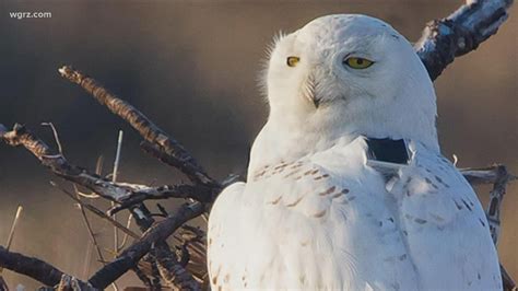 2 The Outdoors: Project Snowstorm, tracking snowy owls | wgrz.com