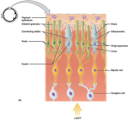 Retina | Definition, Anatomy & Function - Lesson | Study.com