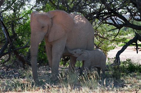 The Desert Elephants of Namibia – Grass Track Safaris