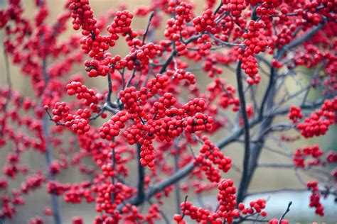 Ilex verticillata (Winterberry)