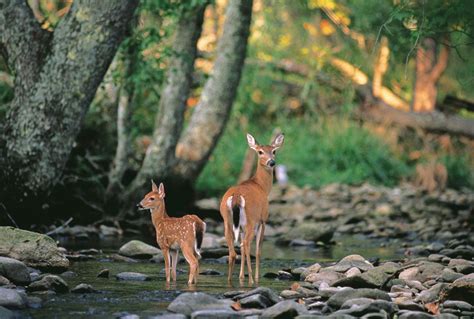 Fallow deer | Habitat, Diet & Adaptations | Britannica