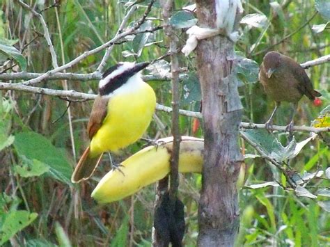 Jungle and Rainforest Art of Costa Rica: Birds of Costa Rica