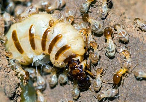 Can A Termite Colony Survive Without A Queen? – Chem Free