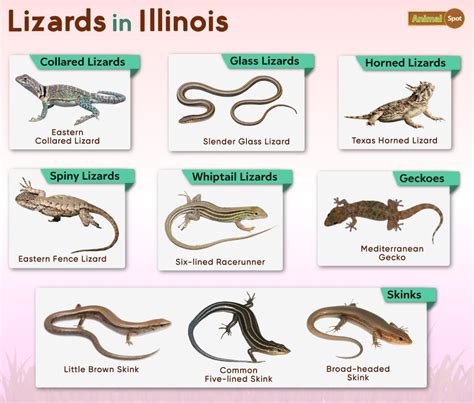 List of Lizards Found in Illinois – Facts with Pictures