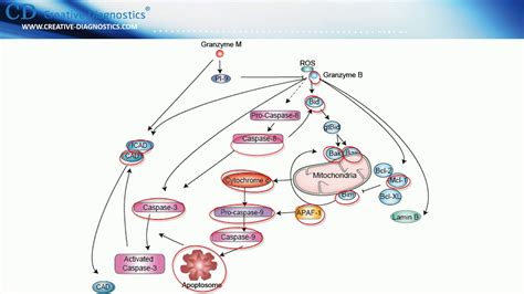 Perforin/Granzyme Apoptosis Pathway - YouTube