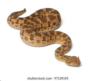 Saharan Horned Viper Cerastes Cerastes Poisonous Stock Photo 97139183 ...