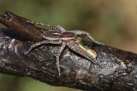 Fen raft spiders returning to UK after nearly going extinct - Daily Star