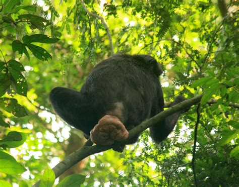 Female bonobo sexual swellings send mixed messages to males - BMC Series blog