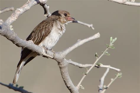 Greater Honeyguide – Holmen Birding Safaris