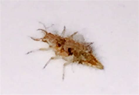 Lacewing Larva from Australia - What's That Bug?