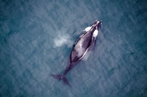 North Pacific Right Whale | NOAA Fisheries