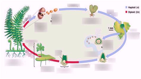 bio diagram 2 sporophyte Diagram | Quizlet